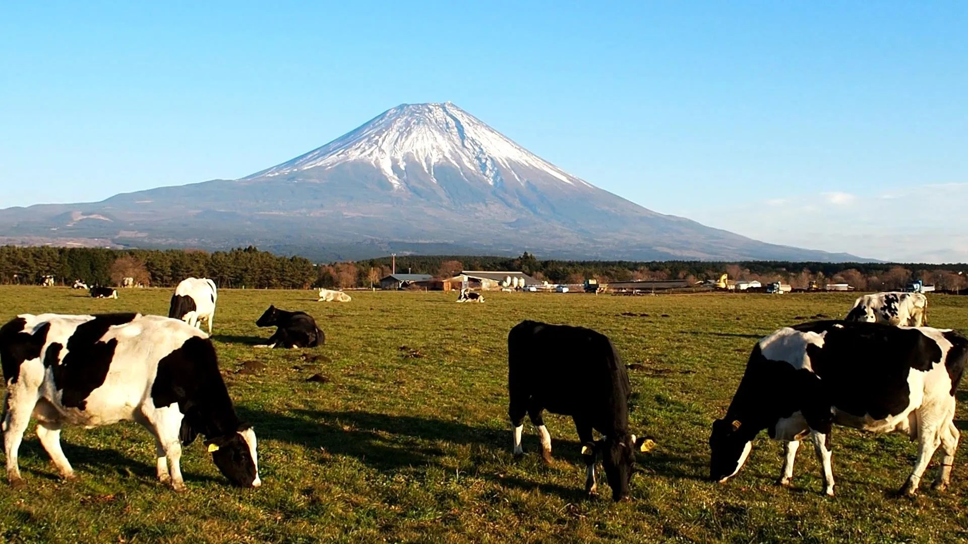 January’s Junishi Motif: The "Ushi" (Ox) Inden – A Symbol of Diligence and Inner Strength