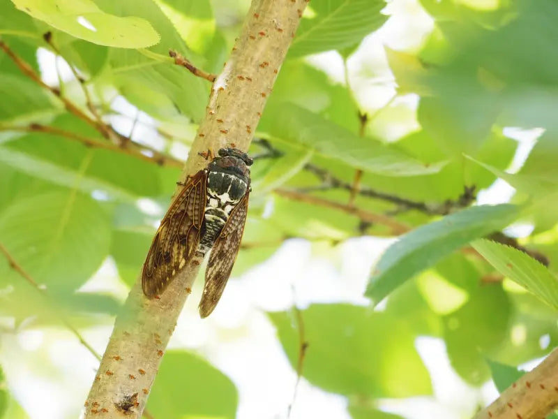 Cicadas Go Silent in Japan’s Heat | Why It Happens + What to Know