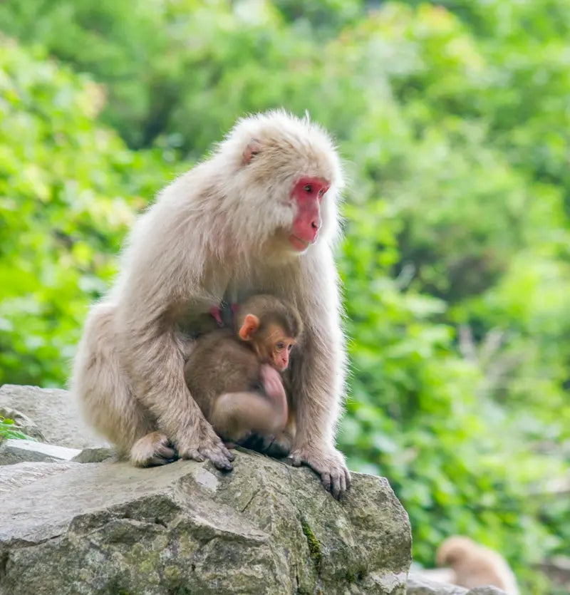 August and the Sign of “Saru” (Monkey) — A Symbol of Seasonal Shifts in the Japanese Zodiac What Is the Japanese Zodiac?