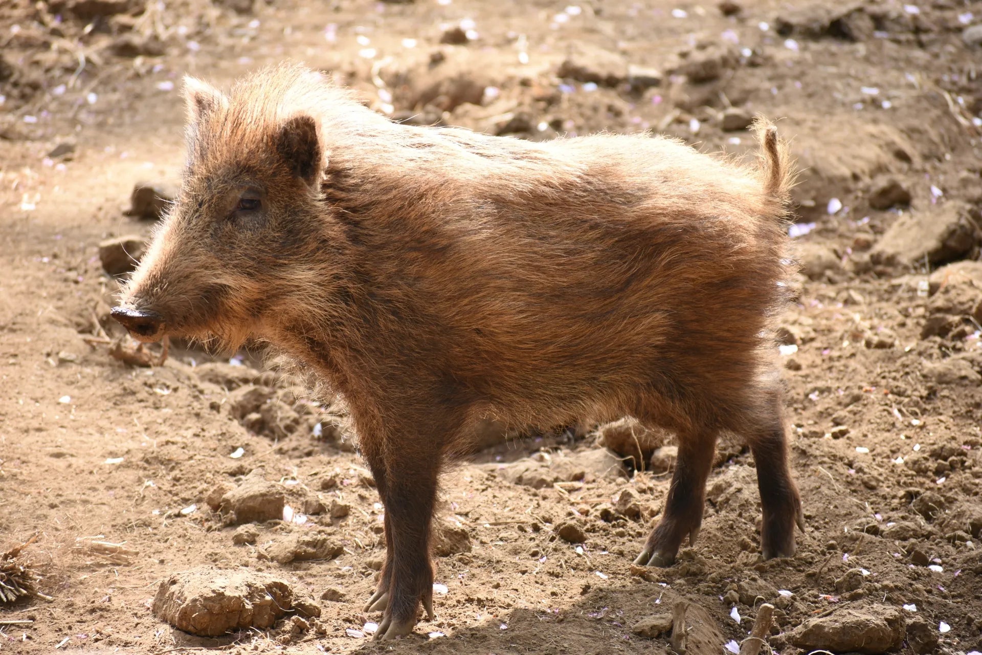 November’s Juunishi ”亥” (i) — A Symbol of Strength and Health