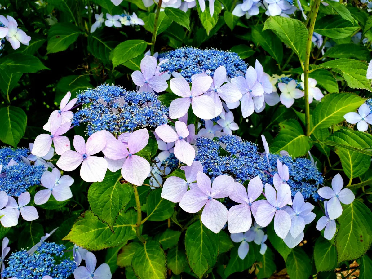 Hydrangea and Inden: A Harmony of Tradition and Nature in Japan’s Rainy Season