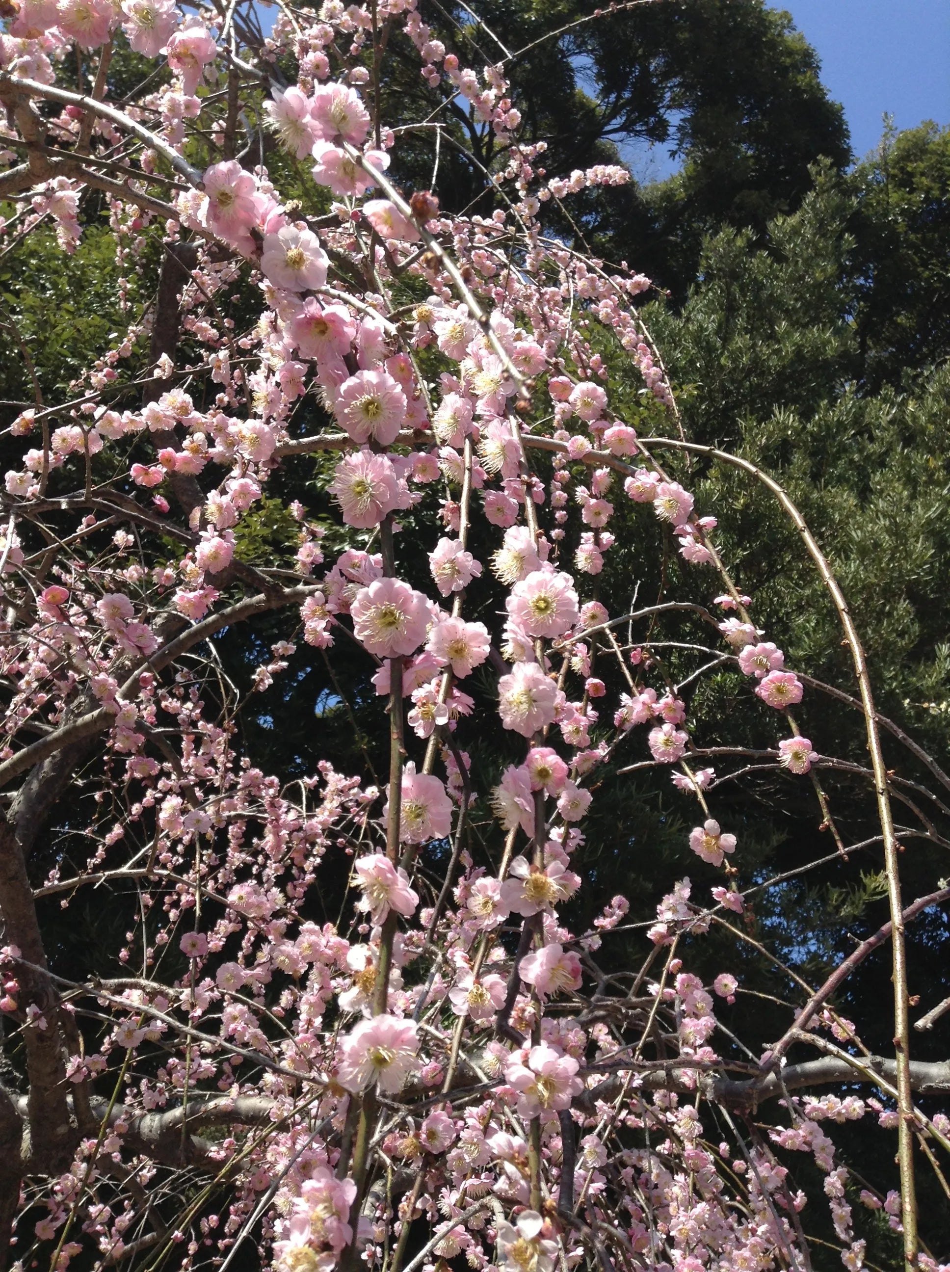 Enjoying Japan’s Plum Blossoms Before the Cherry Blossoms